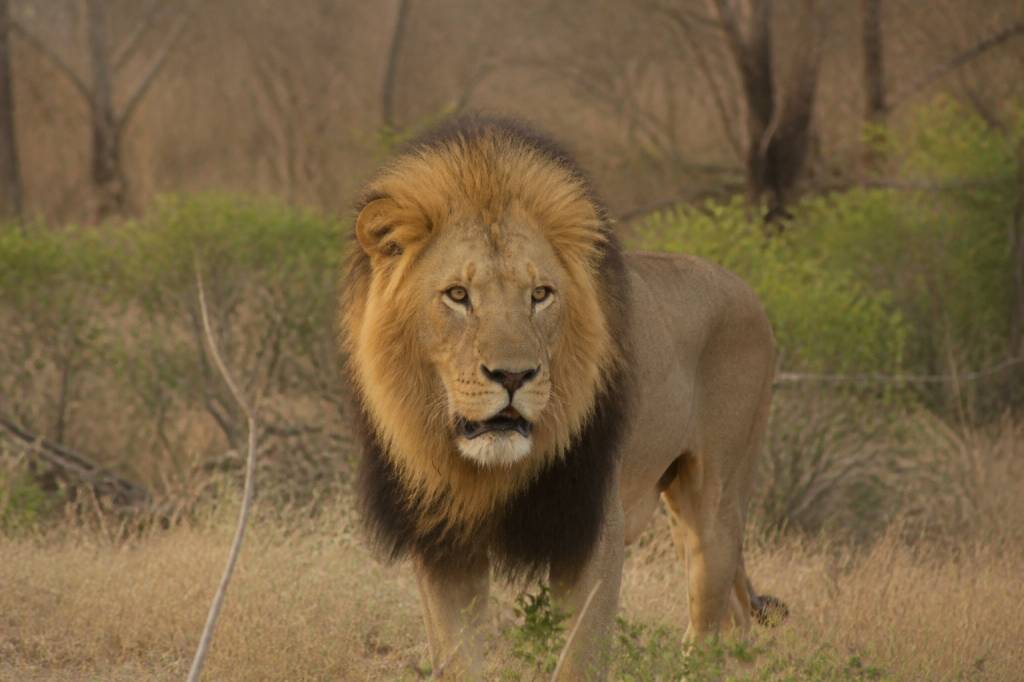 Botswana gefährliche tiere: welche arten reisende kennen sollten